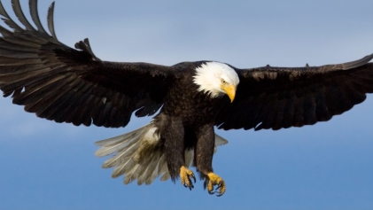 The Bald Eagle - The National Bird of The United States of America -  Inspirational Qualities - Inspiration Media